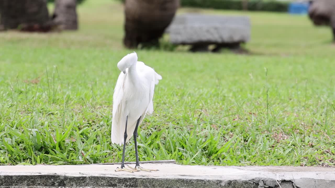 A white egret stands and preens on a lush green lawn, surrounded by palm trees.