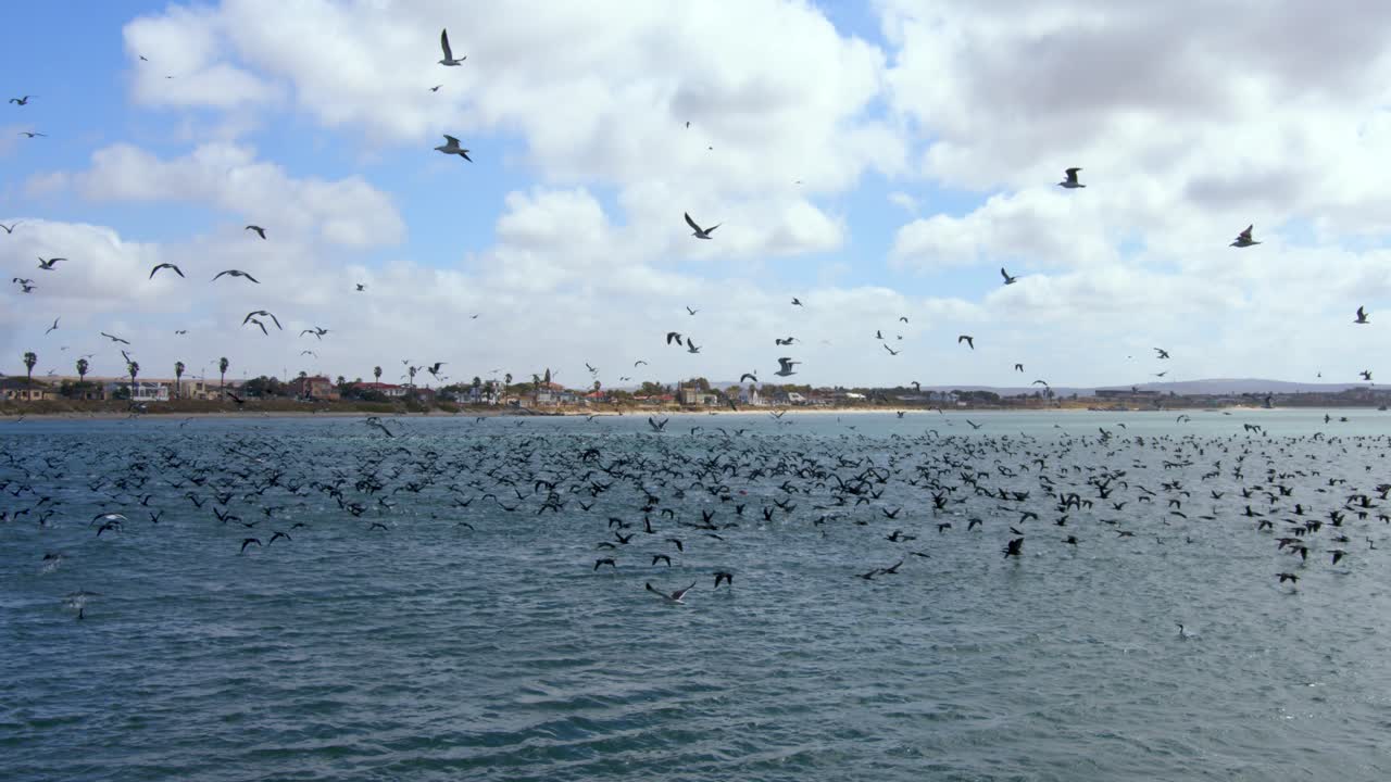 Big Flock of birds fly over ocean and beach in daytime with some clouds in the sky from right to left. Buildings and houses on background, Saldana Western Cape, Africa