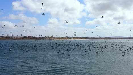 big flock of birds fly over ocean and beach in daytime with some clouds in the sky from right to left. buildings and houses on background, saldana western cape, africa