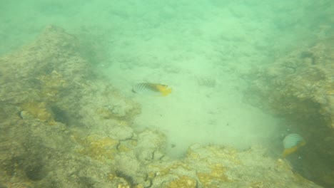 Pez-Mariposa-De-Aleta-Roscada-En-La-Bahía-De-Hanauma,-Hawaii.-Esnórquel-Pov