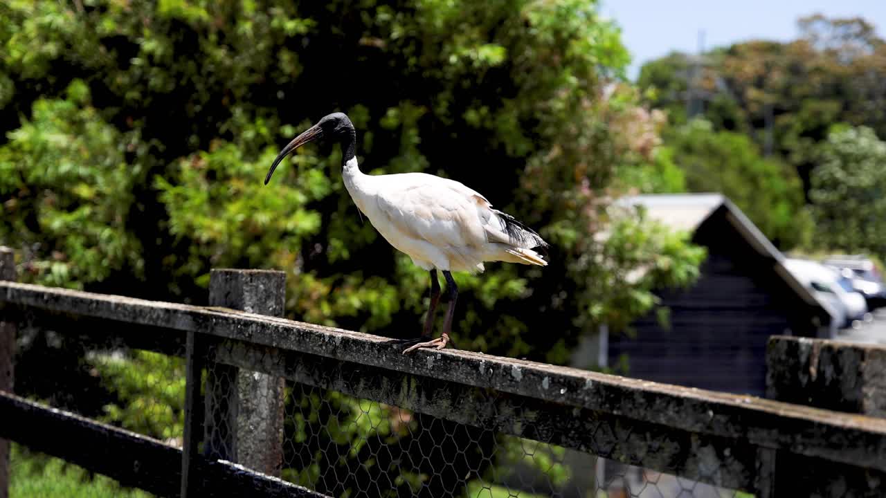secuencia de un pájaro ibis aterrizando en una valla metálica