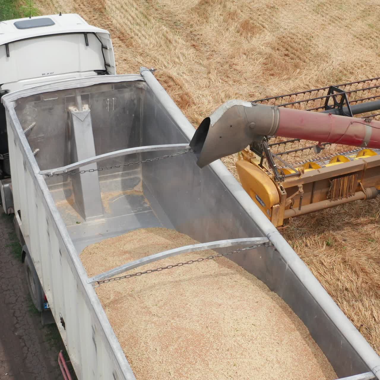 Golden wheat countryside gathering. Aerial view of big agricultural combine harvesting