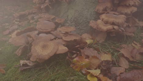 Gran-Cantidad-De-Niebla-Que-Fluye-Sobre-Un-Hermoso-Hongo-De-Miel-En-La-Base-Del-árbol