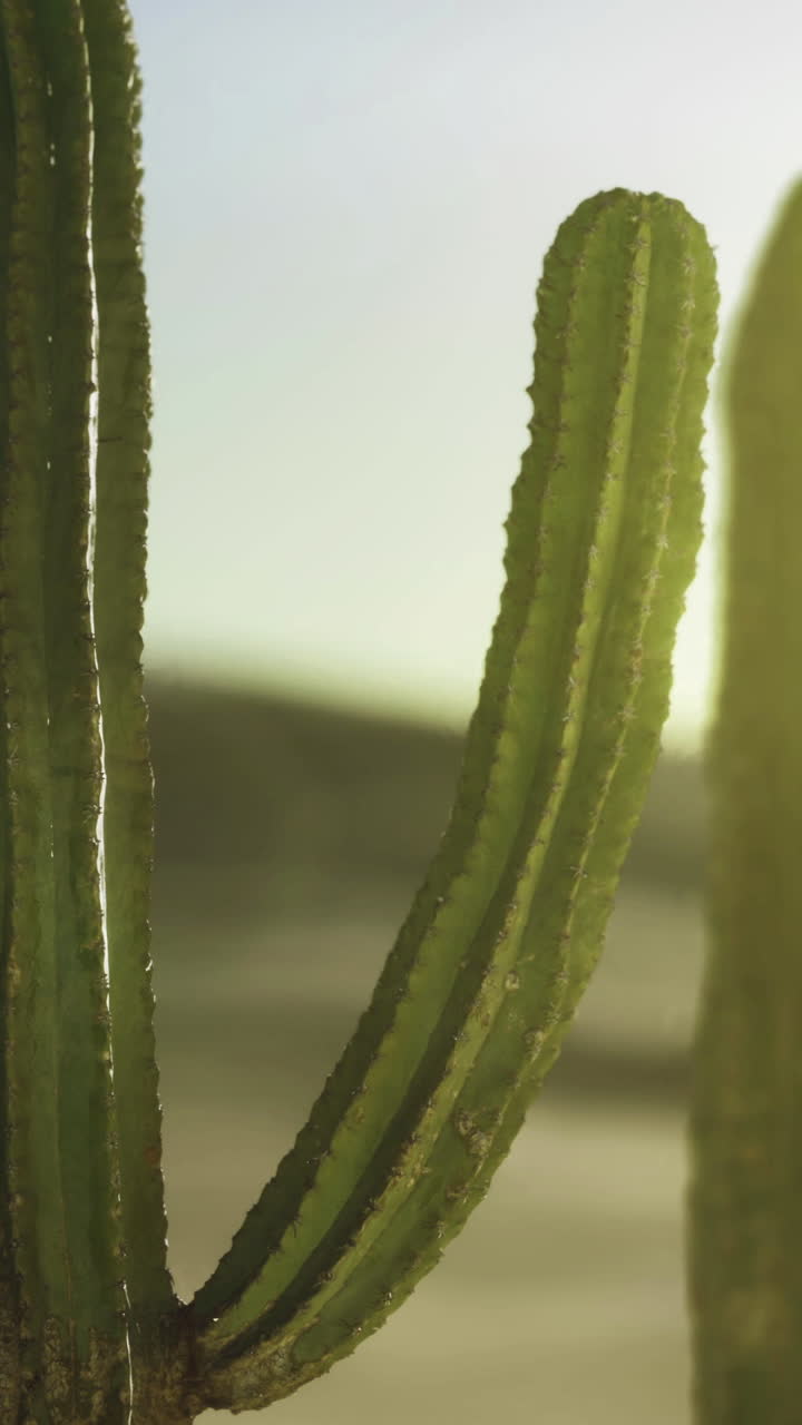 I cactus prosperano in un paesaggio desertico soleggiato vicino all'orizzonte dorato