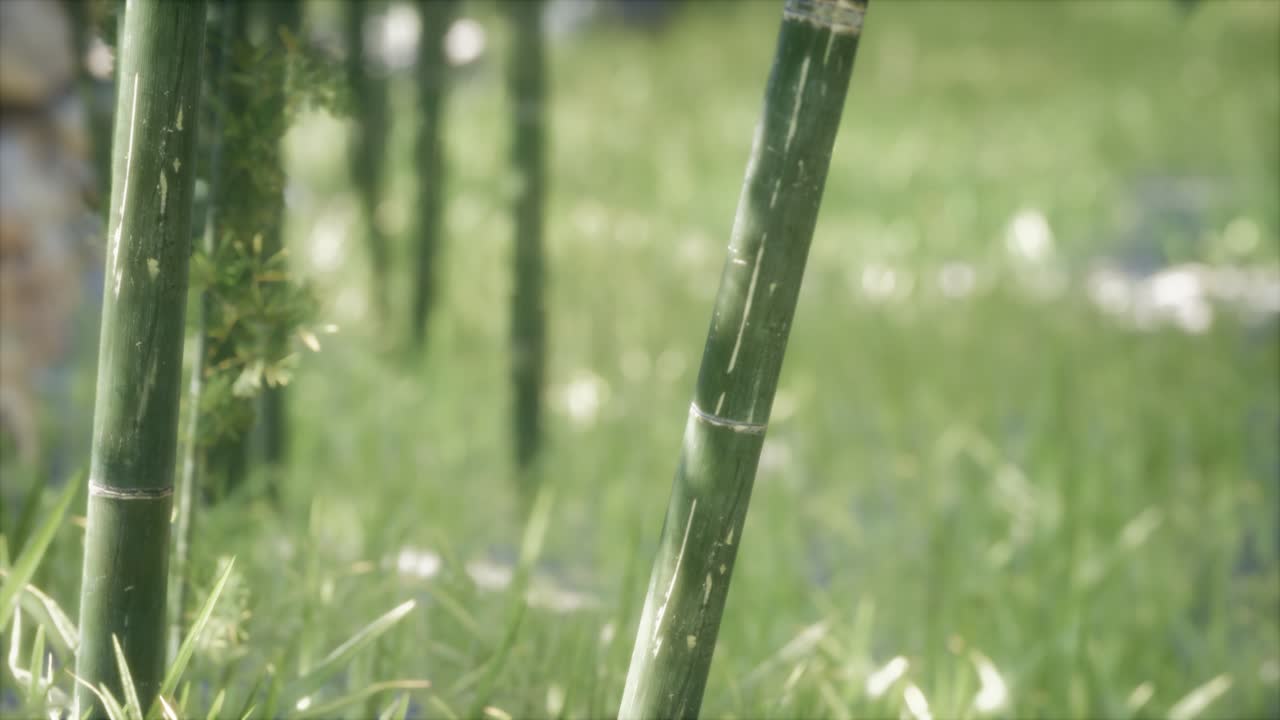 초록색 대나무 숲 배경