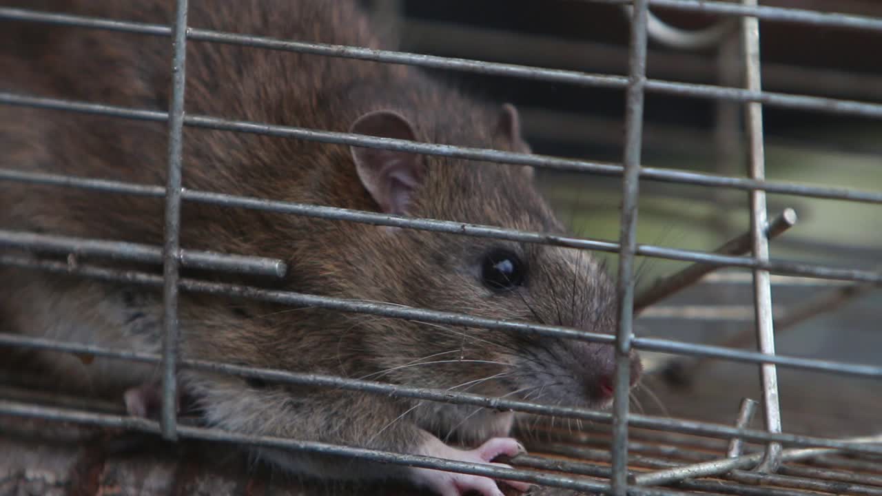 Primer plano de una rata parda adulta atrapada en una trampa de captura viva