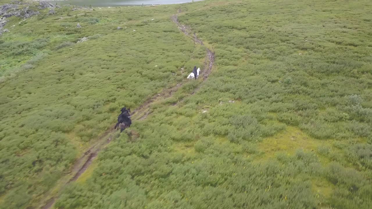 лошади ездят по горной тропе.