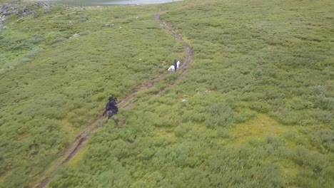 horses riding on mountain trail