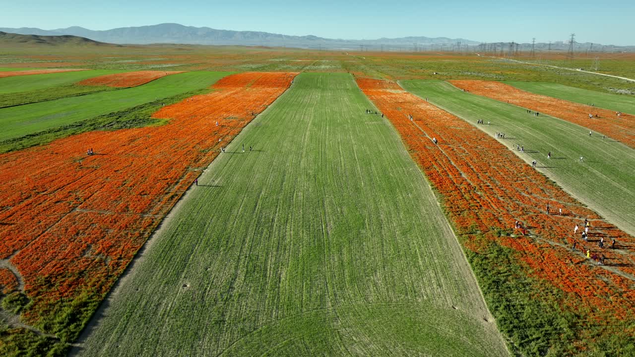 Poppy field agricultural land, poppy cultivation fields, rising aerial view