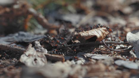 an army of brown ants crawls over the decaying leaves on the forest floor