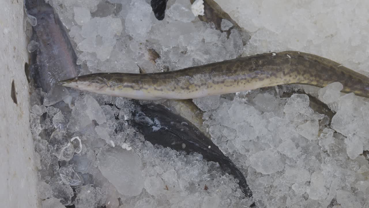 pescado fresco mantenido en una caja de nieve en una tienda minorista para su venta durante el día desde diferentes ángulos