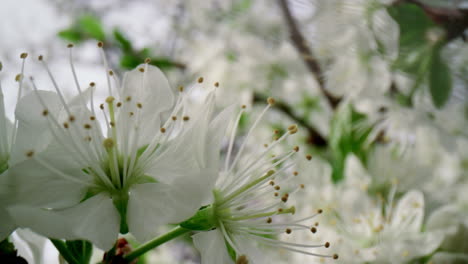 close up white flowers cherry tree blossom. macro white flowers blooming