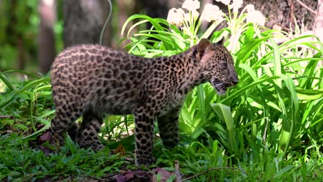 Der-Indochinesische-Leopard-Ist-Eine-Gefährdete-Art-Und-Eine-Der-Großen-Katzen-Thailands