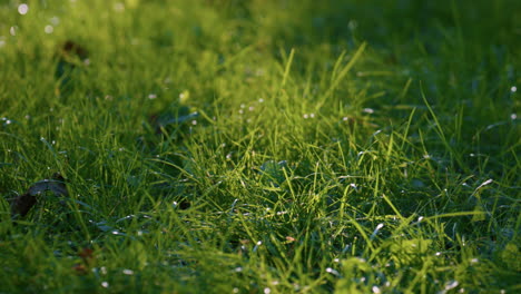 Green-meadow-covered-grass-close-up.-Soft-sunlight-shine-on-wet-greenery.