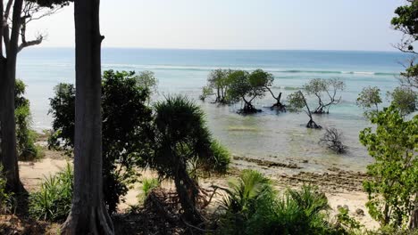 drone se mueve entre los árboles en el lado de la playa hacia el océano sobre arrecifes y aguas turquesas en la cadena de islas india andaman y nicobar