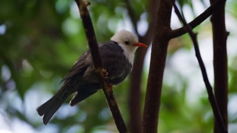 bulbul negro de cabeza blanca posado en una ramita de árbol en el bosque
