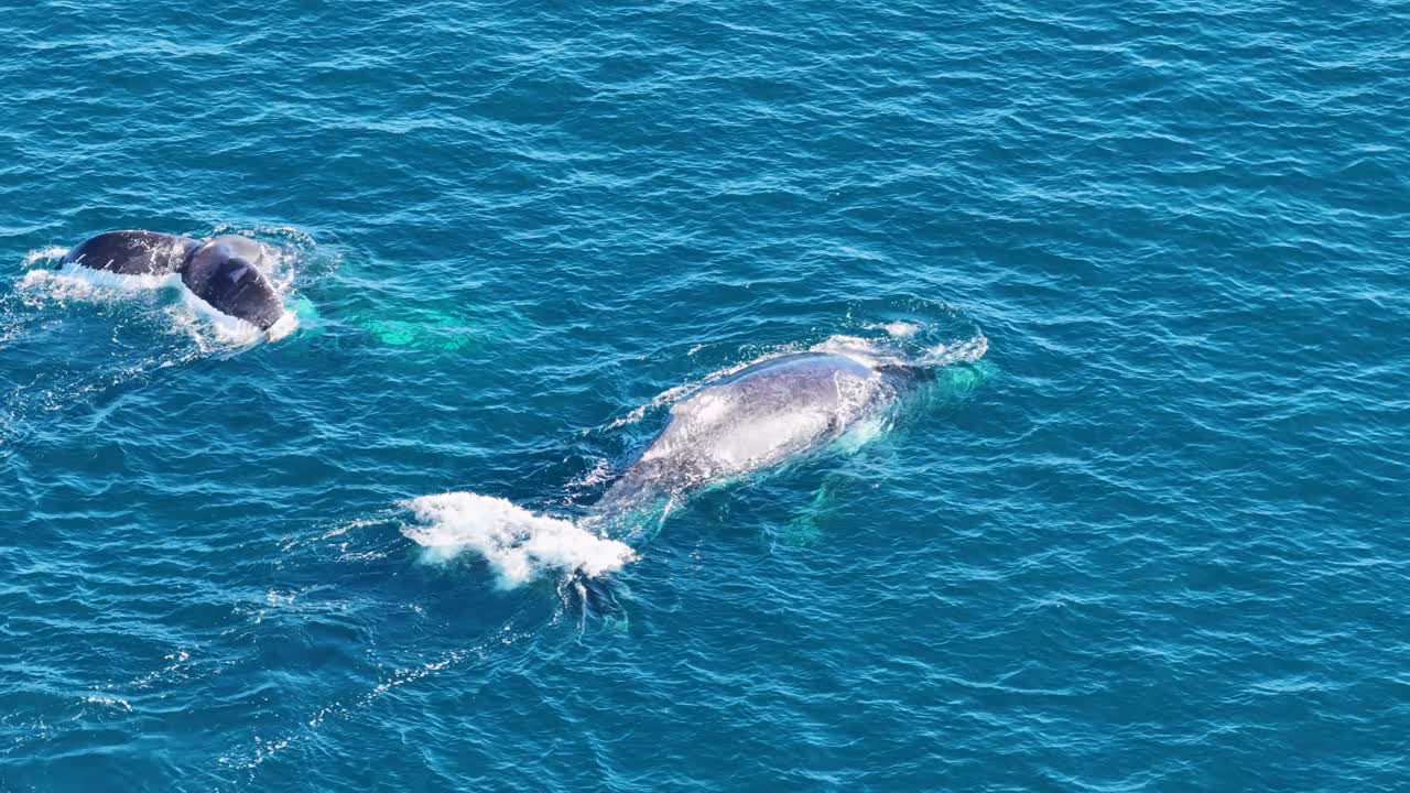 Two humpback whales, likely a mother and calf, swim together near the ocean surface off the Gold Coast, captured in bright daylight from above