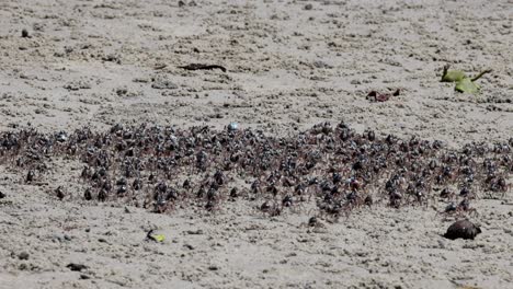 thousands of crabs migrating in a dense group