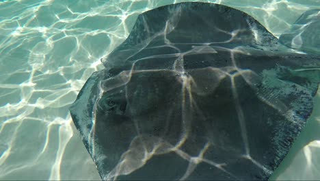 Unterwasseraufnahme-Eines-Stachelrochens-An-Der-Sandbank-Von-Stingray-City-Auf-Grand-Cayman,-Cayman-Island