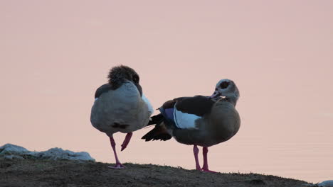 a pair of egyptian goose preening on the shore during sunset