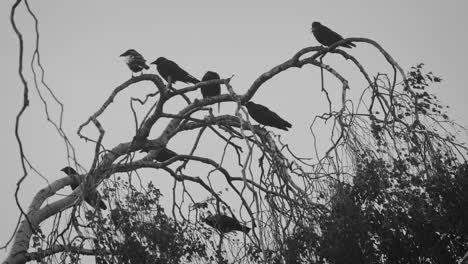 a murder of crows on a tree branch in the wind, jackdaws