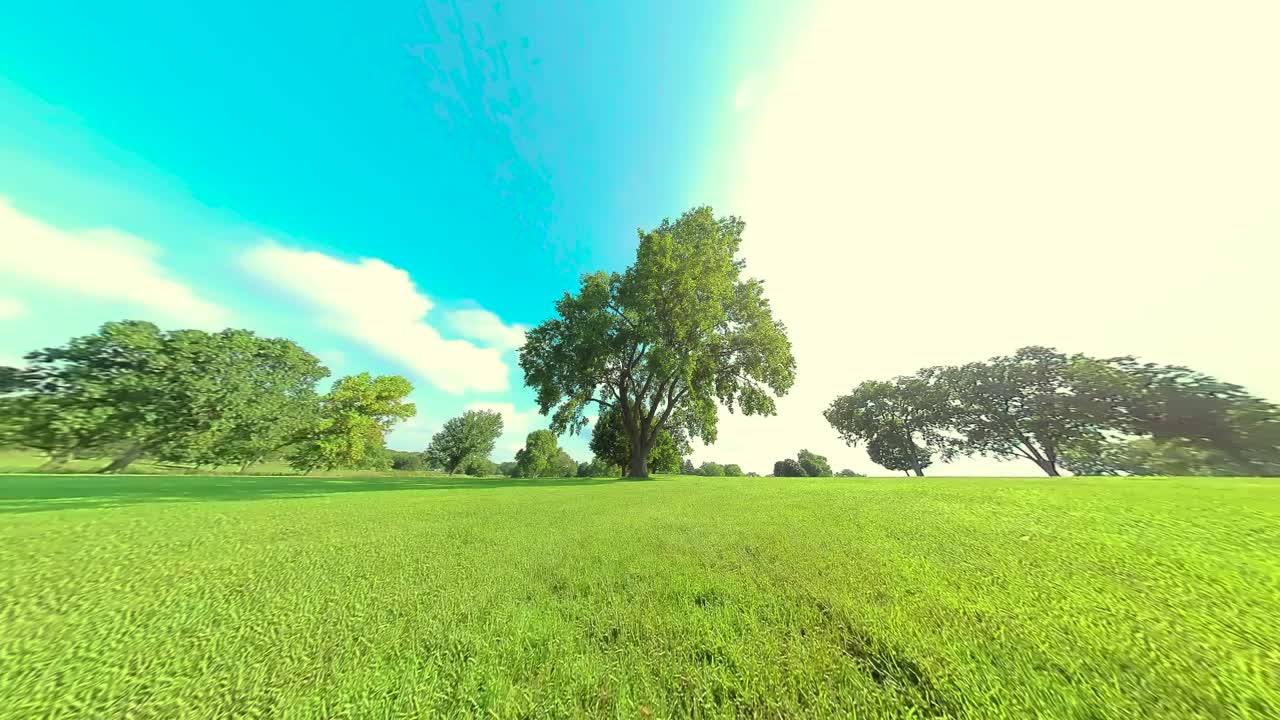 거대한 나무를 돌고 있는 hd, 샷 30