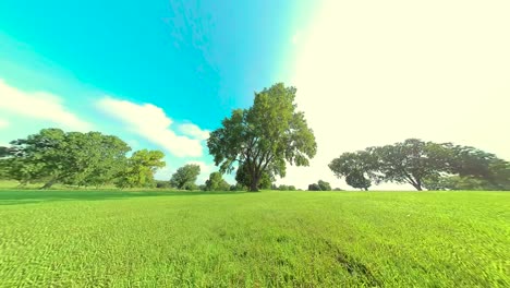 hd circling a huge tree, shot 30