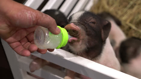 feeding baby pig in a farm