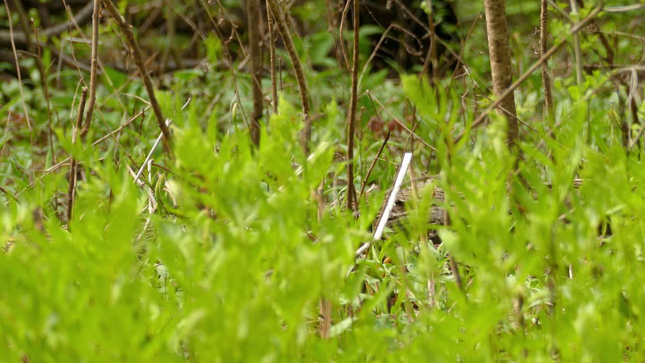 작은 새가 아름다운 녹색 덤불 사이를 뛰어다닌다