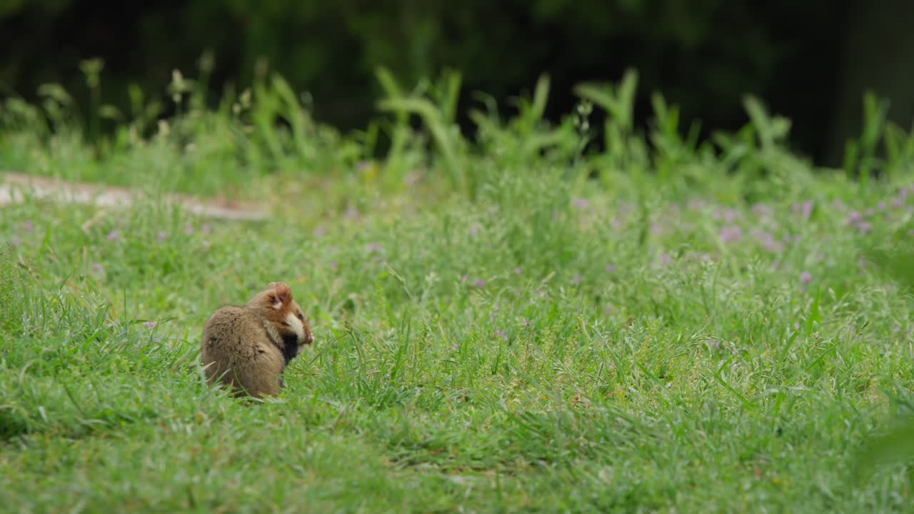 Hamster grooms, ambles forward, then turns sharply near blurred path