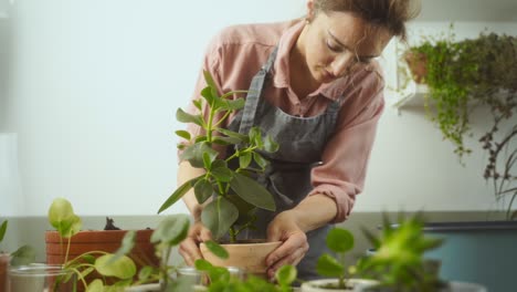 crop female gardener transplanting autograph tree