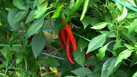 korean red hot chili peppers growing in the garden - sliding view in vibrant colors