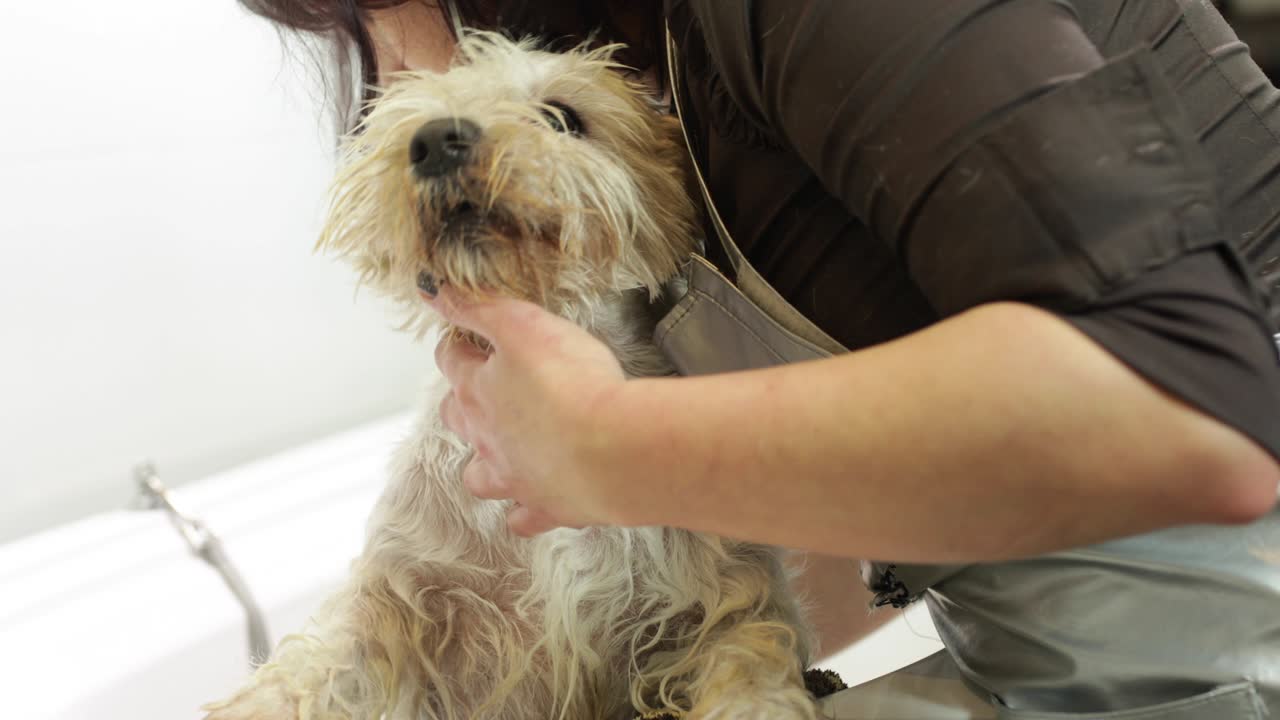 El aseo de los perros