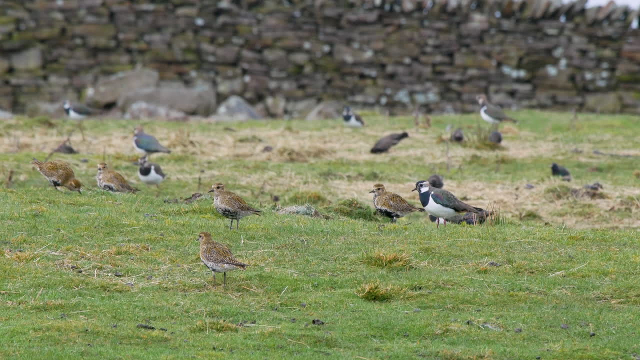 el chorlito dorado, el estornino y la avefría alimentándose en un pasto de tierras altas también conocido como in-bye, en el condado de durham de los peninos del norte
