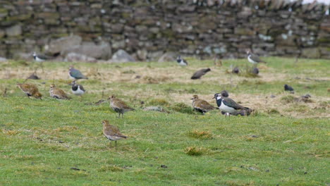 golden plover, starling and lapwing feeding on an upland pasture also known as in-bye, in the north pennines county durham