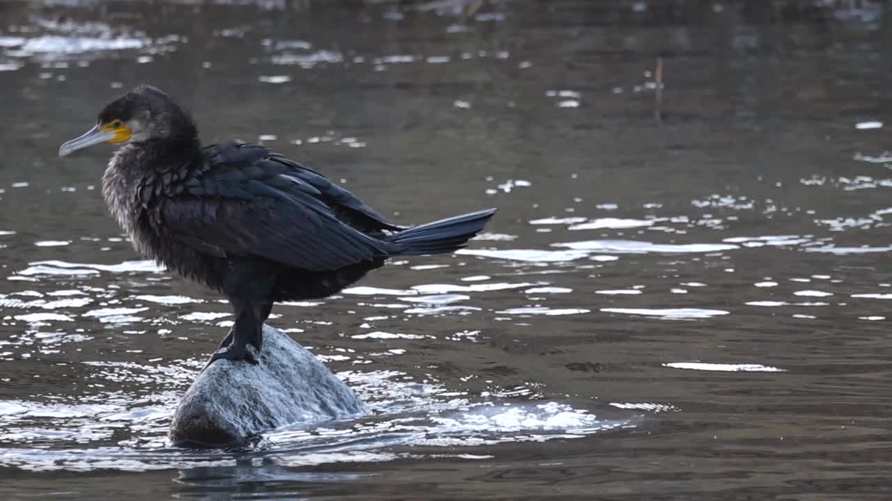 A cormorant stands poised on a rock in the river, surrounded by rippling water.