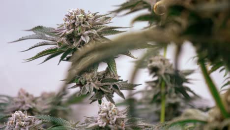 Shot-of-a-cannabis-plants-growing-in-a-grow-tent-during-flowering-stage