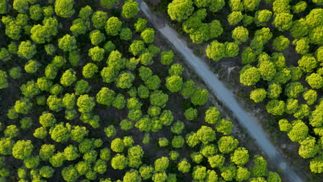 Aerial-top-down-of-empty-road-surrounded-by-green-pine-treetops-in-Spain
