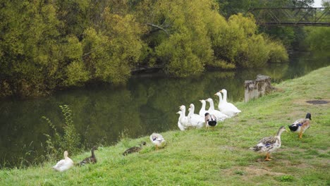 Ein-Entenknäuel-Watschelt-Im-Herbst-An-Einer-Schar-Weißer-Gänse-An-Einem-Fluss-Vorbei