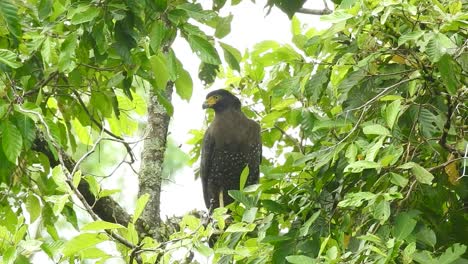 Un-águila-Serpiente-Con-Cresta-Acechaba-Con-Sus-Ojos-Agudos-Detrás-De-Las-Hojas-De-Un-árbol-Alto