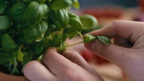 Primer-Plano-De-Una-Mujer-Tomando-Albahaca-En-La-Cocina.