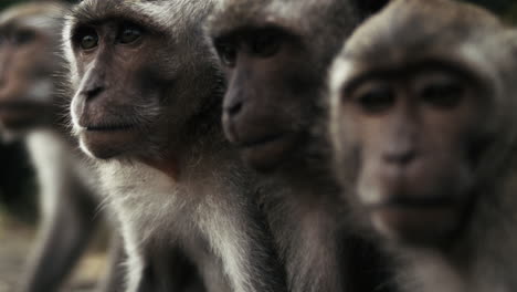 monkey trio interacting in indonesian forest, slow motion