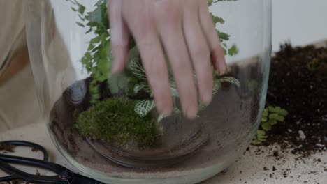 a young female botanist creates a tiny live forest ecosystem in a huge glass jar - planting the moss - a tight close-up