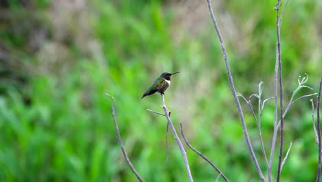 Colibrí-De-Garganta-Roja-Posado-En-La-Rama-De-Un-árbol