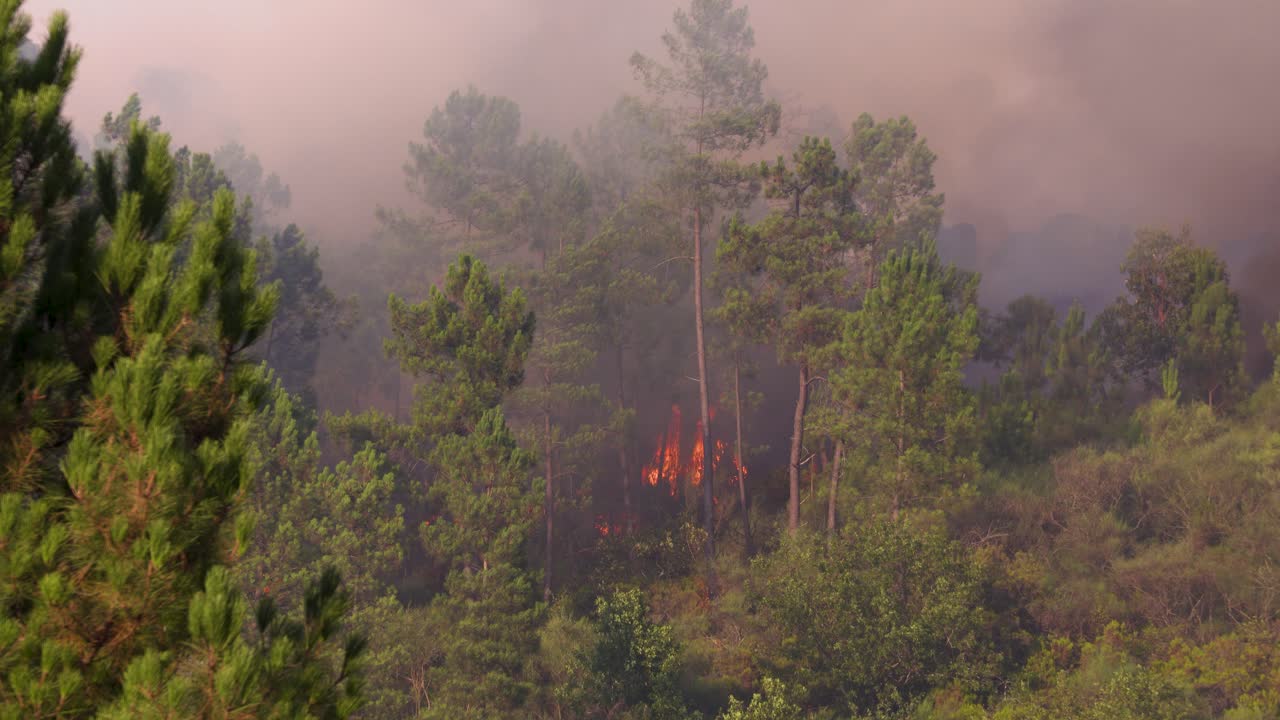 The all-consuming flames that rage through the forest and reduce everything to ashes