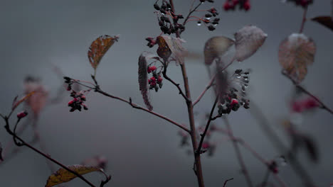 Dead-tree-branch