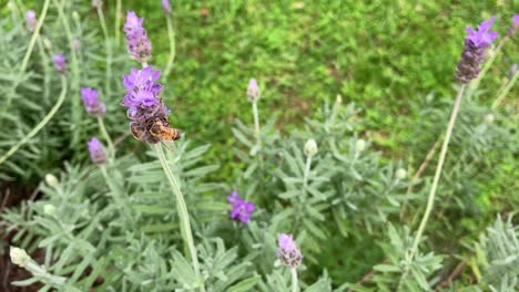 Una-Abeja-Volando-Alrededor-De-Flores-De-Lavanda-En-Un-Jardín-Mexicano