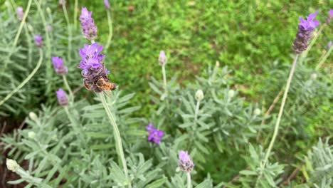 una abeja volando alrededor de flores de lavanda en un jardín mexicano
