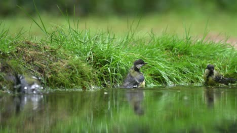 Niedrige-Totalaufnahme-Von-Drei-Kohlmeisenvögeln,-Die-In-Der-Nähe-Des-Grasbewachsenen-Randes-Eines-Waldteichs-Im-Wasser-Planschen,-Dann-Springt-Ein-Vierter-Vogel-Ins-Bild-Und-Trinkt,-Zeitlupe