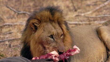 close up of a lion feasting on a dead wildebeest, while looking away, in the kruger national park, in south africa